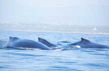 3-Hours Dolphin and Turtle Watching in Puerto Escondido