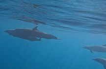 3-Hours Dolphin and Turtle Watching in Puerto Escondido