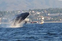 3-Hours Dolphin and Turtle Watching in Puerto Escondido