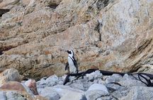 Full-Day Tour Stony Point Penguin Colony at Betty's Bay (up to 10 persons)