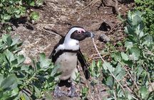 Full-Day Tour Stony Point Penguin Colony at Betty's Bay (up to 10 persons)