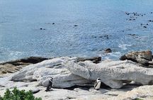Full-Day Tour Stony Point Penguin Colony at Betty's Bay (up to 10 persons)