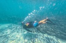 Half-Day Dolphin Watching and Snorkeling in Samara