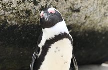 FULL Day Cape Point and Boulders Penguin Colony 