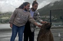 FULL Day Cape Point and Boulders Penguin Colony