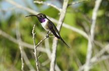 Half-Day Birdwatching Puerto Morelos