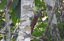 Half-Day Birdwatching Puerto Morelos
