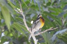 Half-Day Birdwatching Puerto Morelos