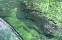 Weeki Wachee Clear Paddle Board Ecotours
