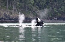 Anacortes Whale Watching Adventure Tour - Zodiac Boat