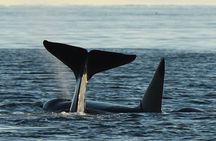 Anacortes Whale Watching Adventure Tour - Zodiac Boat