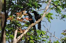 6-Hour Birdwatching Ruta de los Cenotes Playa del Carmen