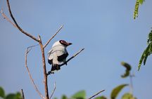 6-Hour Birdwatching Ruta de los Cenotes Playa del Carmen