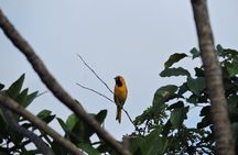 6-Hour Birdwatching Ruta de los Cenotes Playa del Carmen