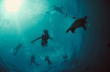 Waikiki Snorkel Tour
