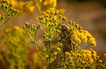Buskett Woodlands and Dingli Cliffs Nature Walking Private Tour