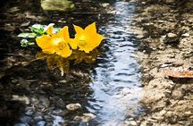 Buskett Woodlands and Dingli Cliffs Nature Walking Private Tour