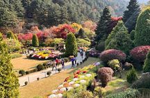 Korea's Best Nami Island & Garden of Morning Calm Trip from Seoul
