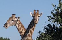 Small Group: Zambezi National Park Guided Game Drive