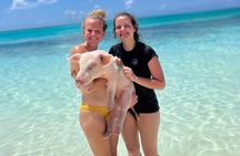 Bahamas Swimming Pigs Experience on Rose Island 