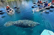 Manatees and Monkeys Clear Kayak Adventure