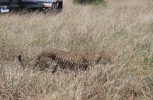 5-Day Private Tour in Kenya's Best Game Parks