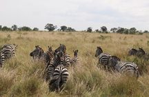 5-Day Private Tour in Kenya's Best Game Parks