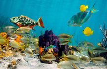 Private Boonze cruise and Snorkeling at Punta cana