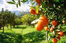 Lankaran. Hirkan Reserve. Black Sand Coast. Citrus Field.
