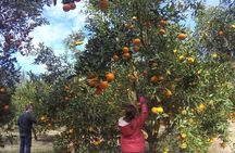 Lankaran. Hirkan Reserve. Black Sand Coast. Citrus Field.