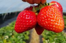Nami Island, Strawberry Picking & Railbike