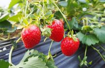 Nami Island, Strawberry Picking & Railbike