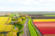 Guided Bike Tour along the Dutch Tulip Fields in Noord Holland 