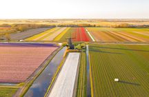 Guided Bike Tour along the Dutch Tulip Fields in Noord Holland 