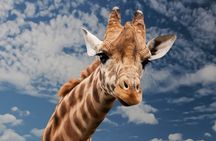 Pilanesberg National Park Safari in Open Vehicle from Johannesburg