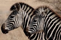 Pilanesberg National Park Safari in Open Vehicle from Johannesburg