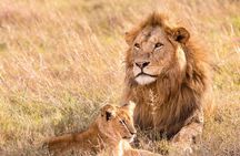 Unforgettable Lion Safari Adventure from Johannesburg 