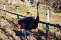 Private 4x4 Experience in the Rhodopes with Ostrich Farm Visit