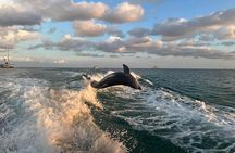 2 Hour Private Dolphin Sightseeing Tour