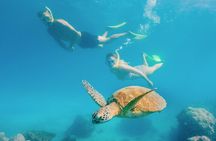 Snorkelling and Glass Bottom Boat at Green Island from Cairns