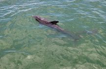Private Boat Tour up to 12 People Fort Myers Beach and Sanibel