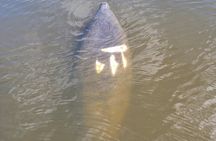 Private Boat Tour up to 12 People Fort Myers Beach and Sanibel