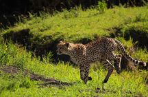 From Arusha : 3 Days Private Safari Tarangire N.P and Serengeti 
