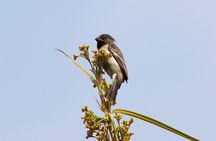 Birdwatching & Landscaping Tour in Lima