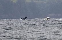 Royal Humpback Whale Exploration