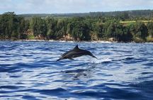 Royal Humpback Whale Exploration