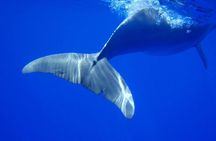 Whale Watching with Hotel Pickup & Dropoff