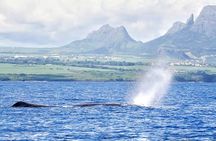 Whale Watching with Hotel Pickup & Dropoff