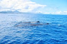 Whale Watching with Hotel Pickup & Dropoff