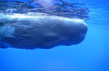 Whale Watching with Hotel Pickup & Dropoff